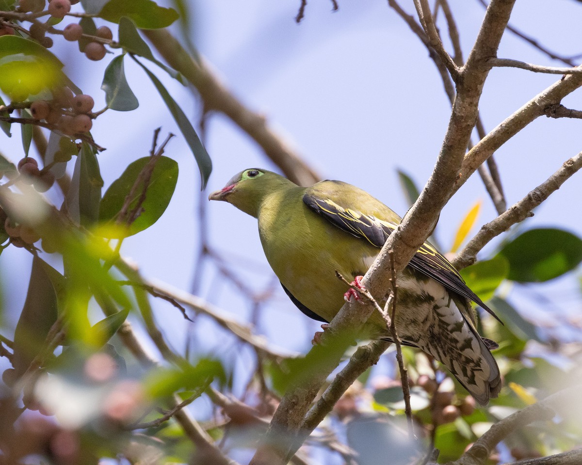 Thick-billed Green-Pigeon - ML617181594