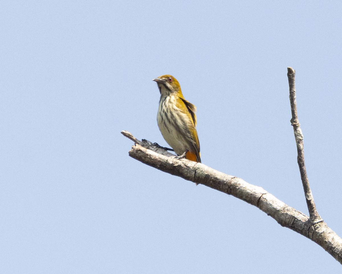 Yellow-vented Flowerpecker - ML617181606