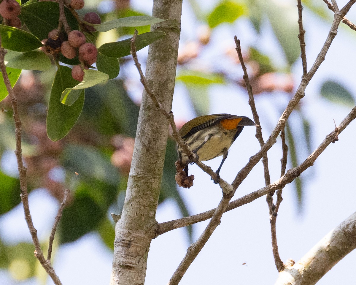 Yellow-vented Flowerpecker - Dixie Sommers