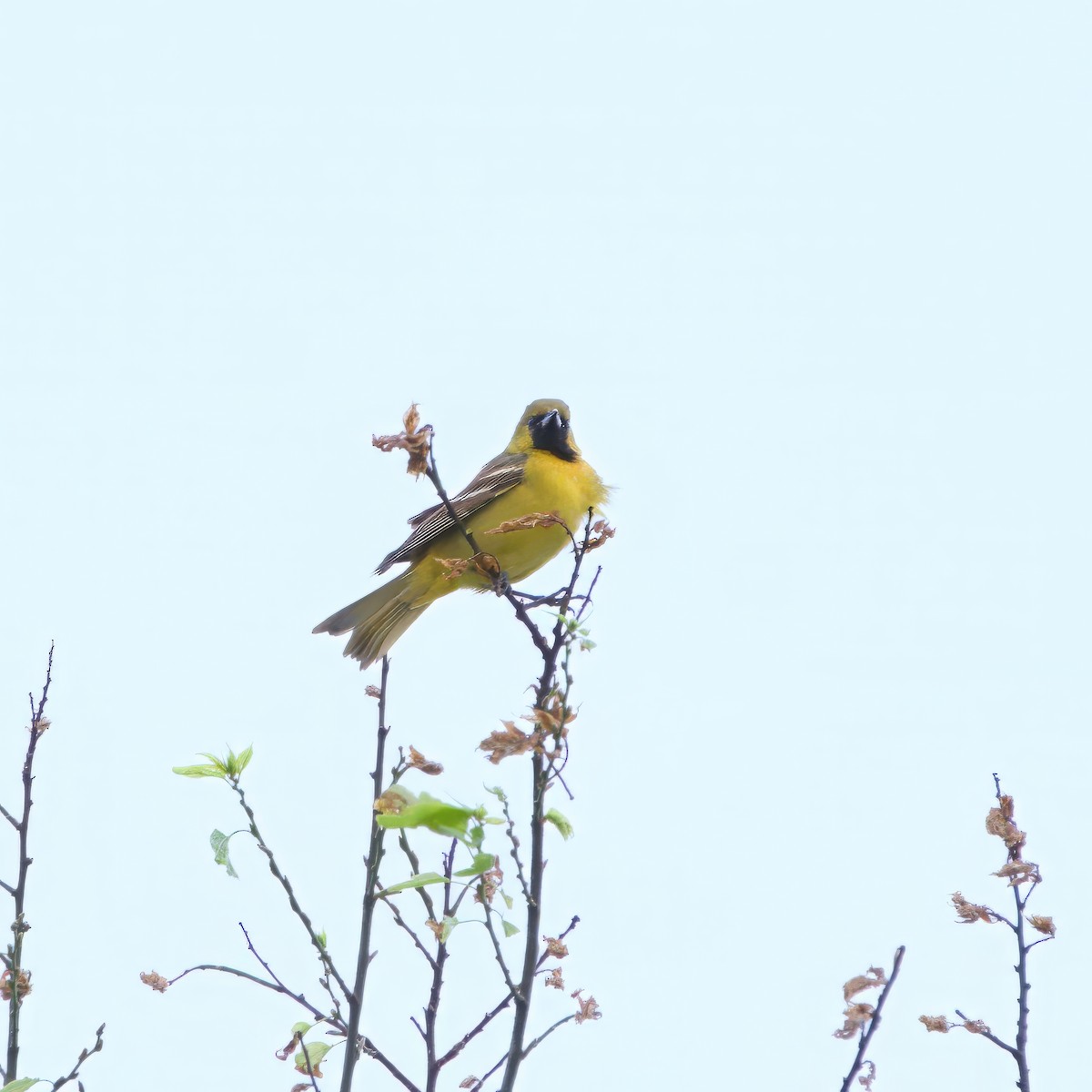 Orchard Oriole - ML617181622