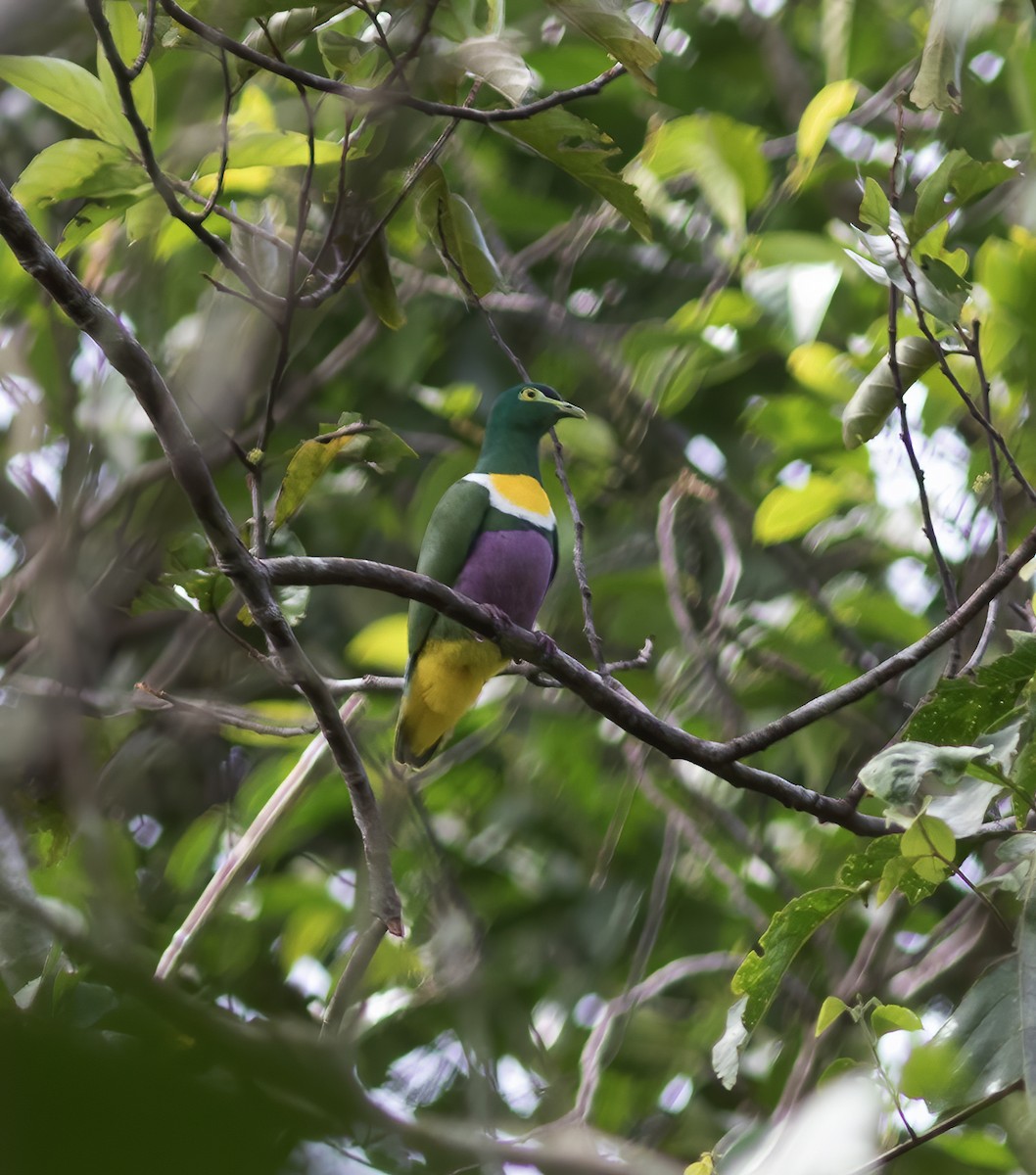 Claret-breasted Fruit-Dove - ML617181654