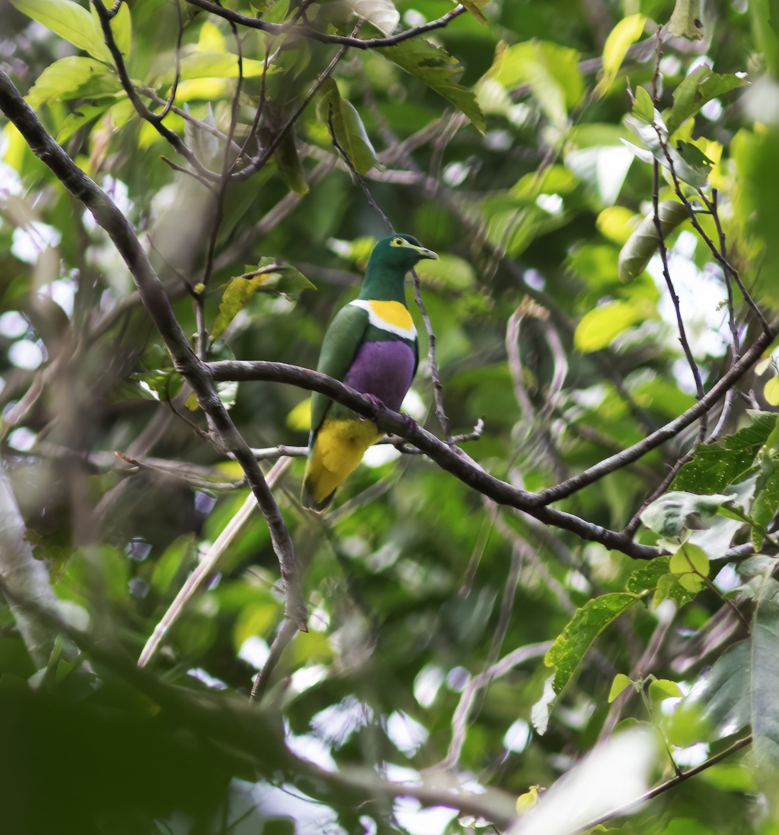 Claret-breasted Fruit-Dove - ML617181656