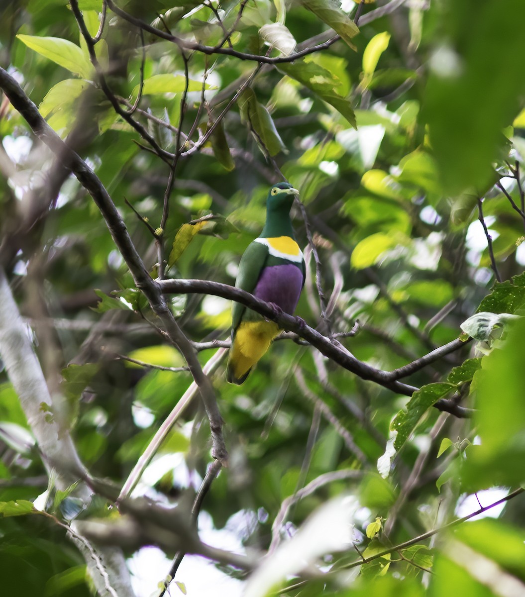 Claret-breasted Fruit-Dove - ML617181657