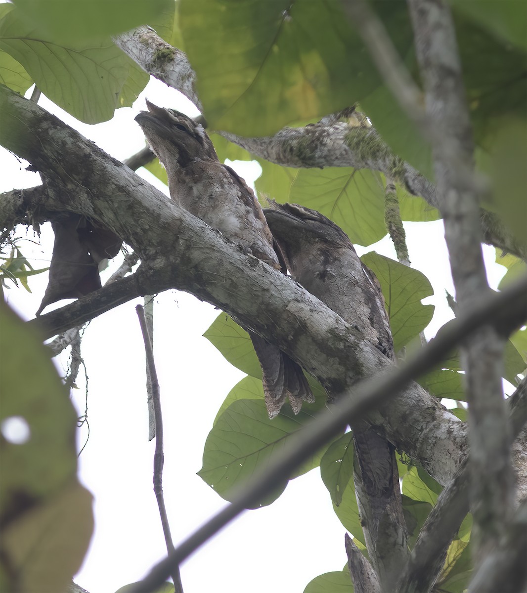 Papuan Frogmouth - ML617181714
