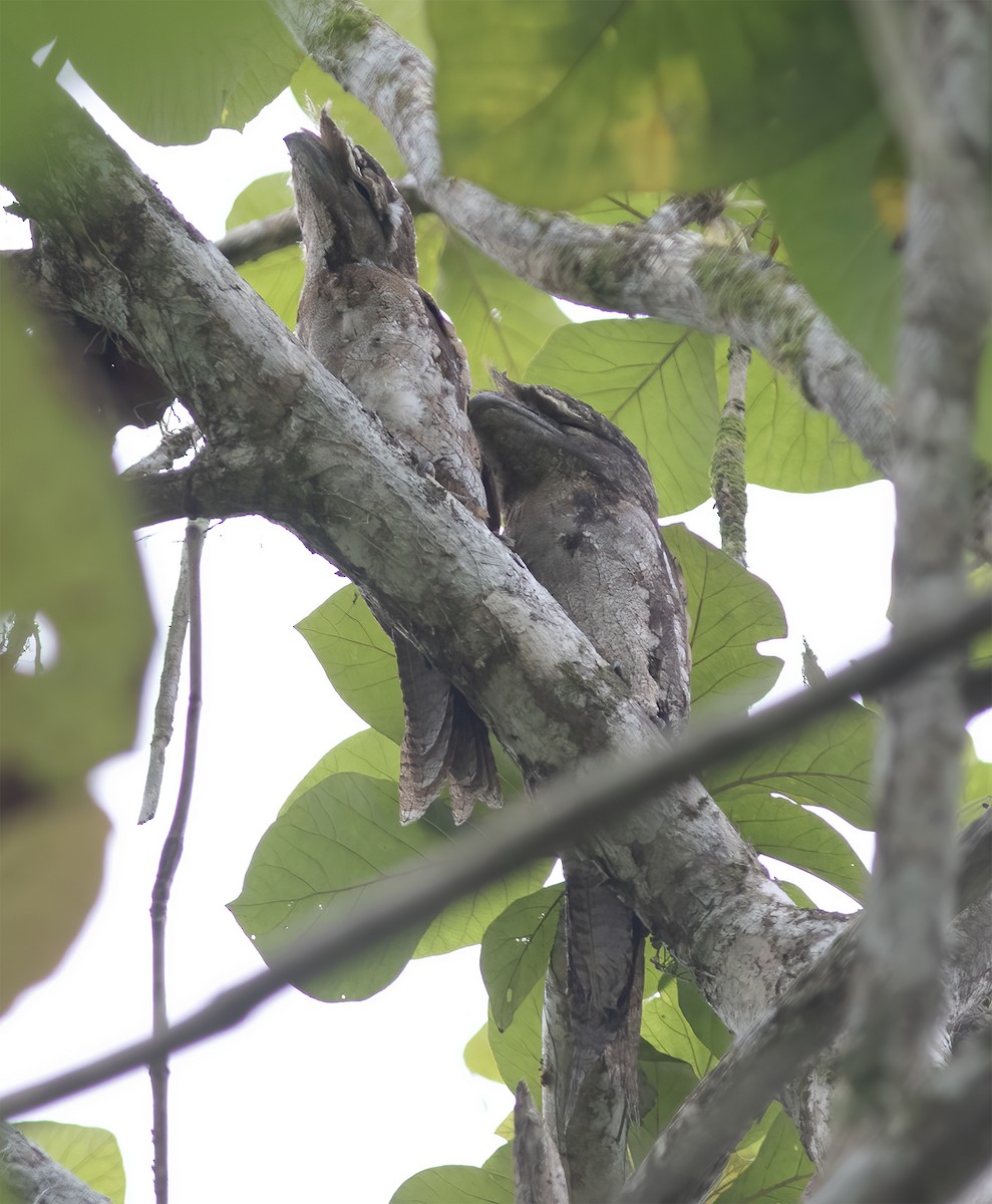 Papuan Frogmouth - ML617181715