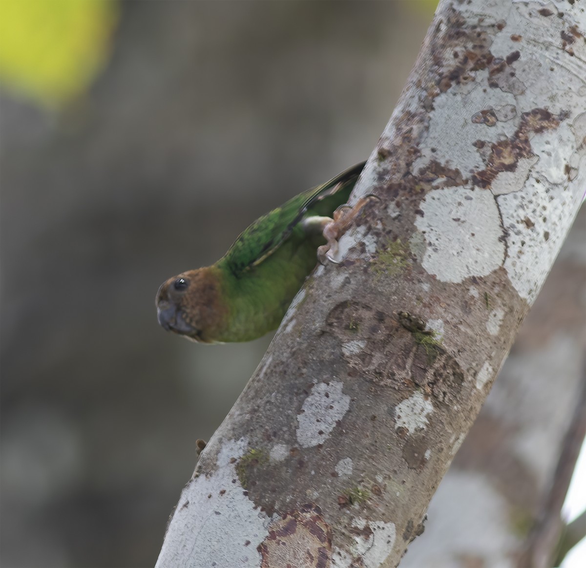 Buff-faced Pygmy-Parrot - ML617181763