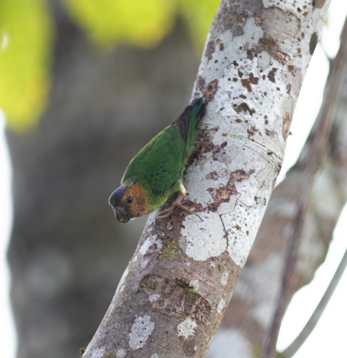 Buff-faced Pygmy-Parrot - ML617181764