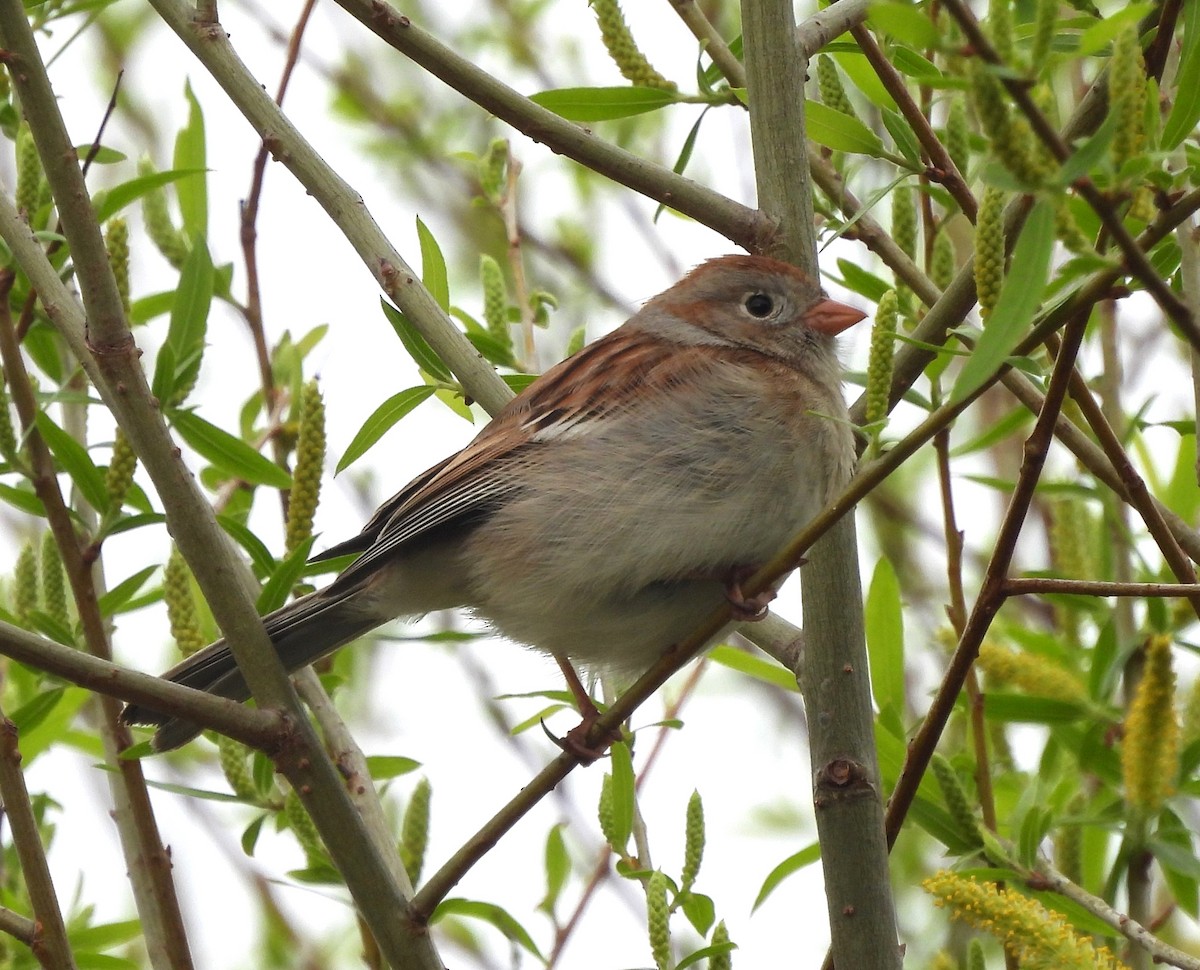 Field Sparrow - ML617181816