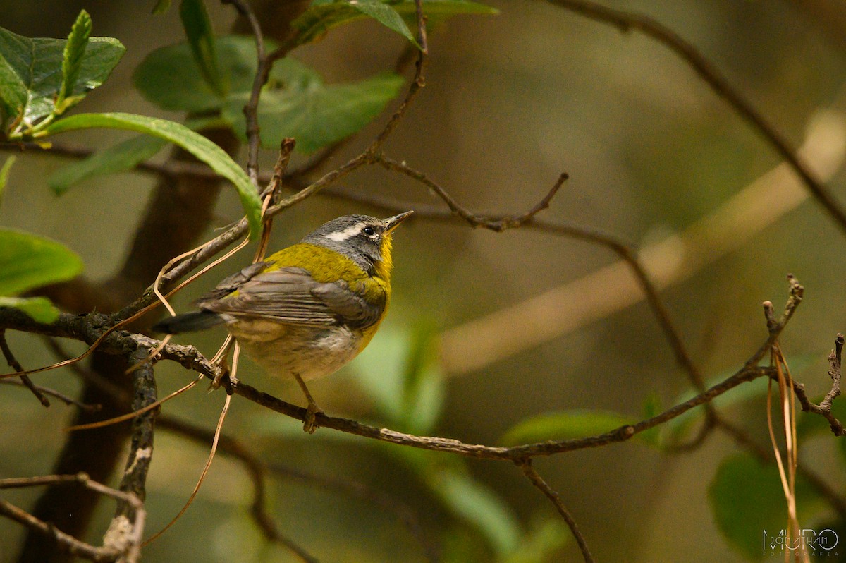 Crescent-chested Warbler - ML617181874