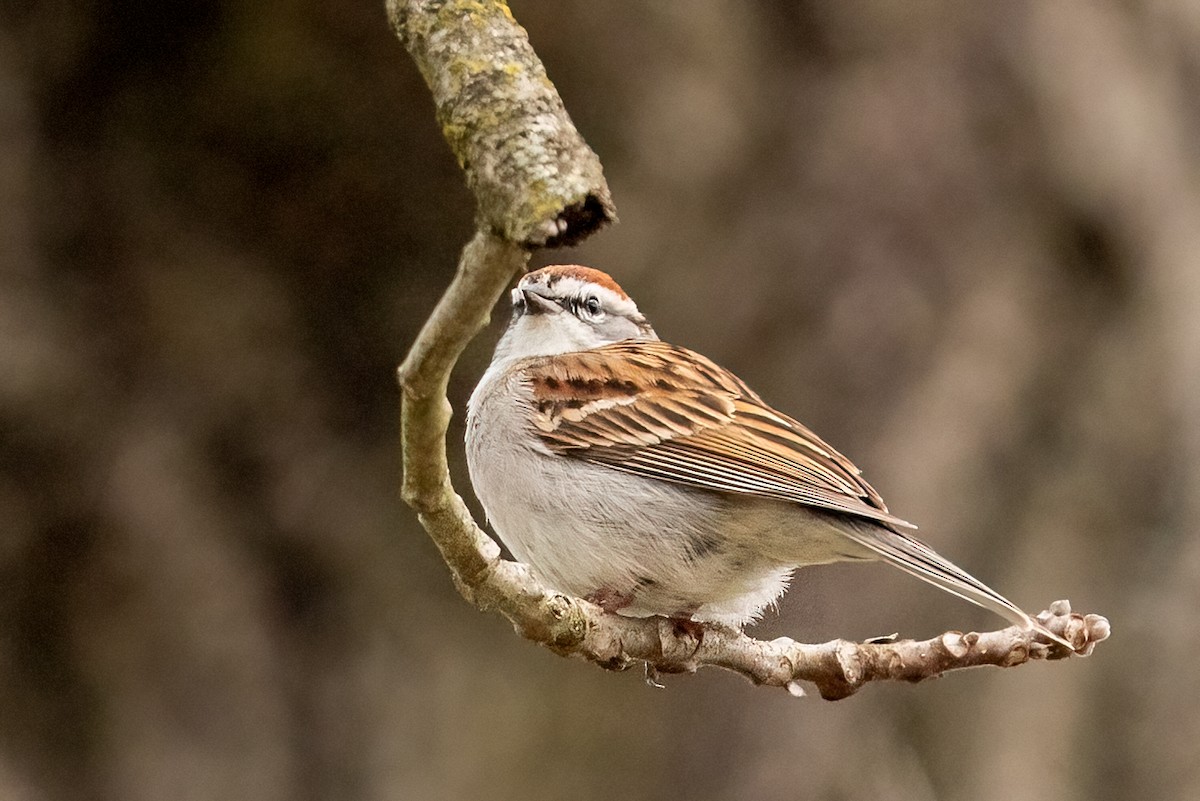Chipping Sparrow - ML617181928