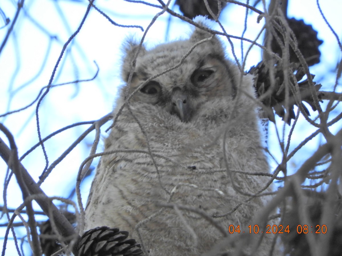 Great Horned Owl - ML617182129