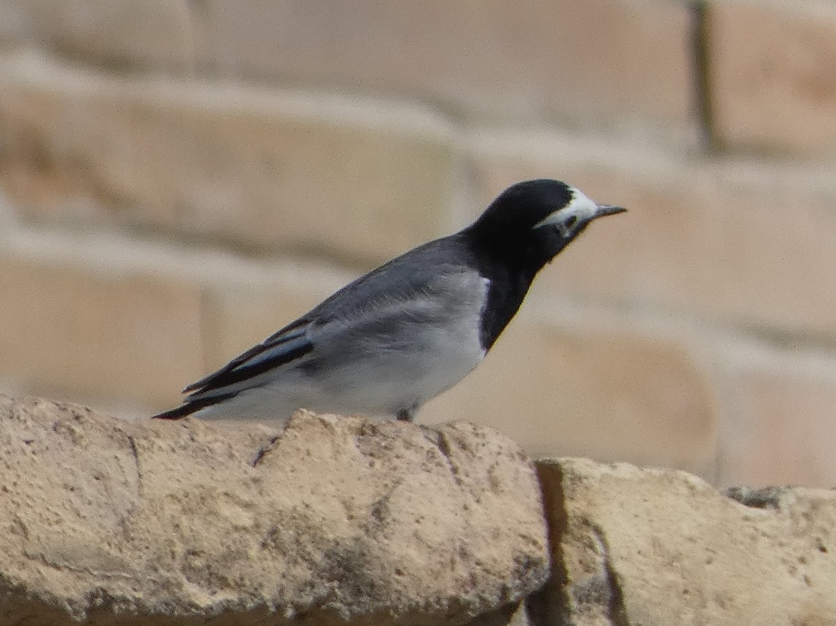 White Wagtail (Masked) - James Court
