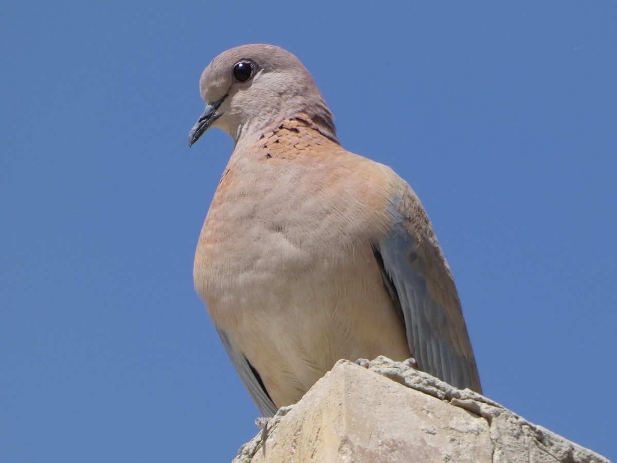 Laughing Dove - ML617182259