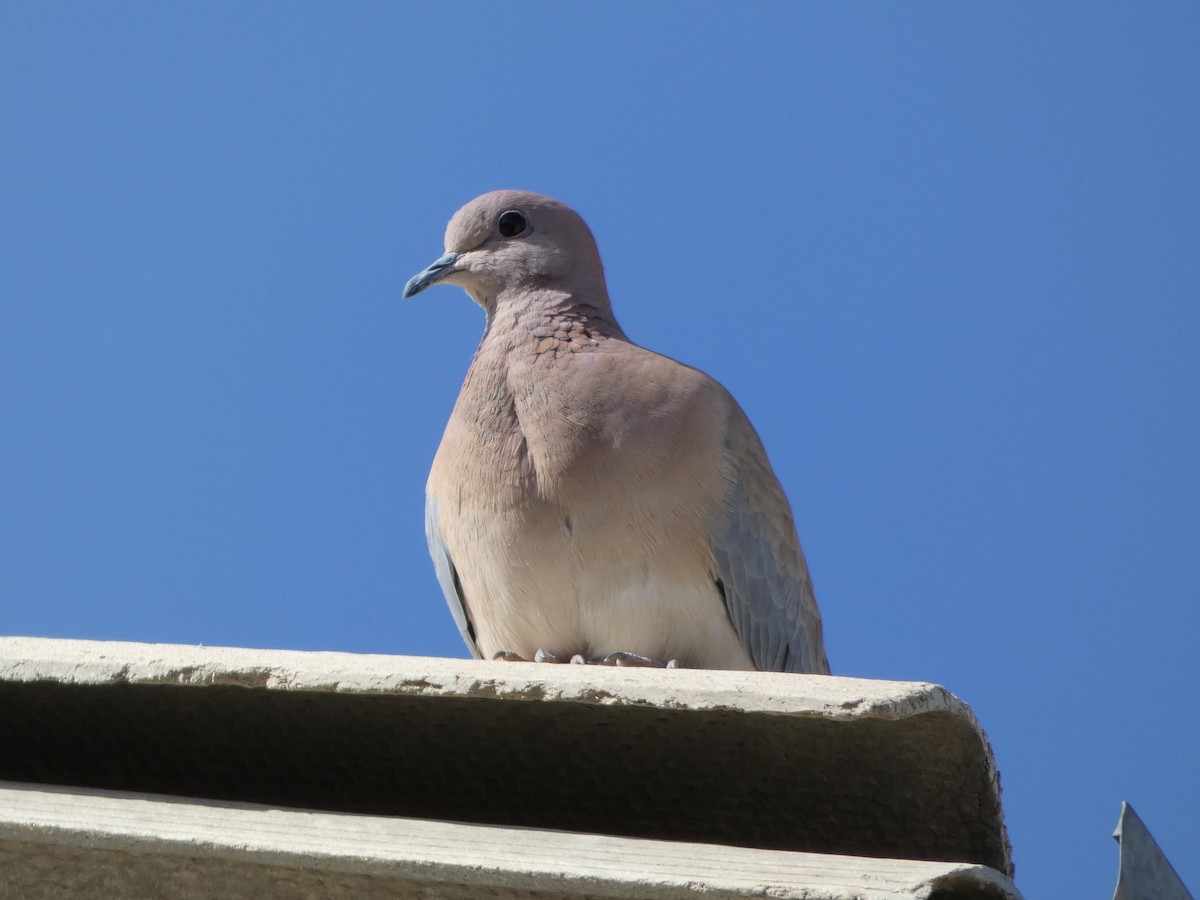 Laughing Dove - ML617182264