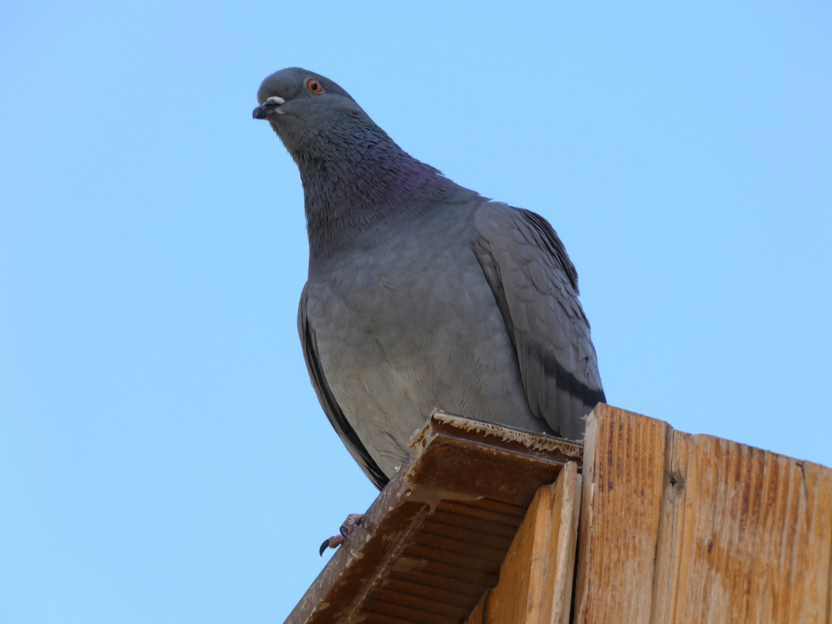 Rock Pigeon (Feral Pigeon) - ML617182267