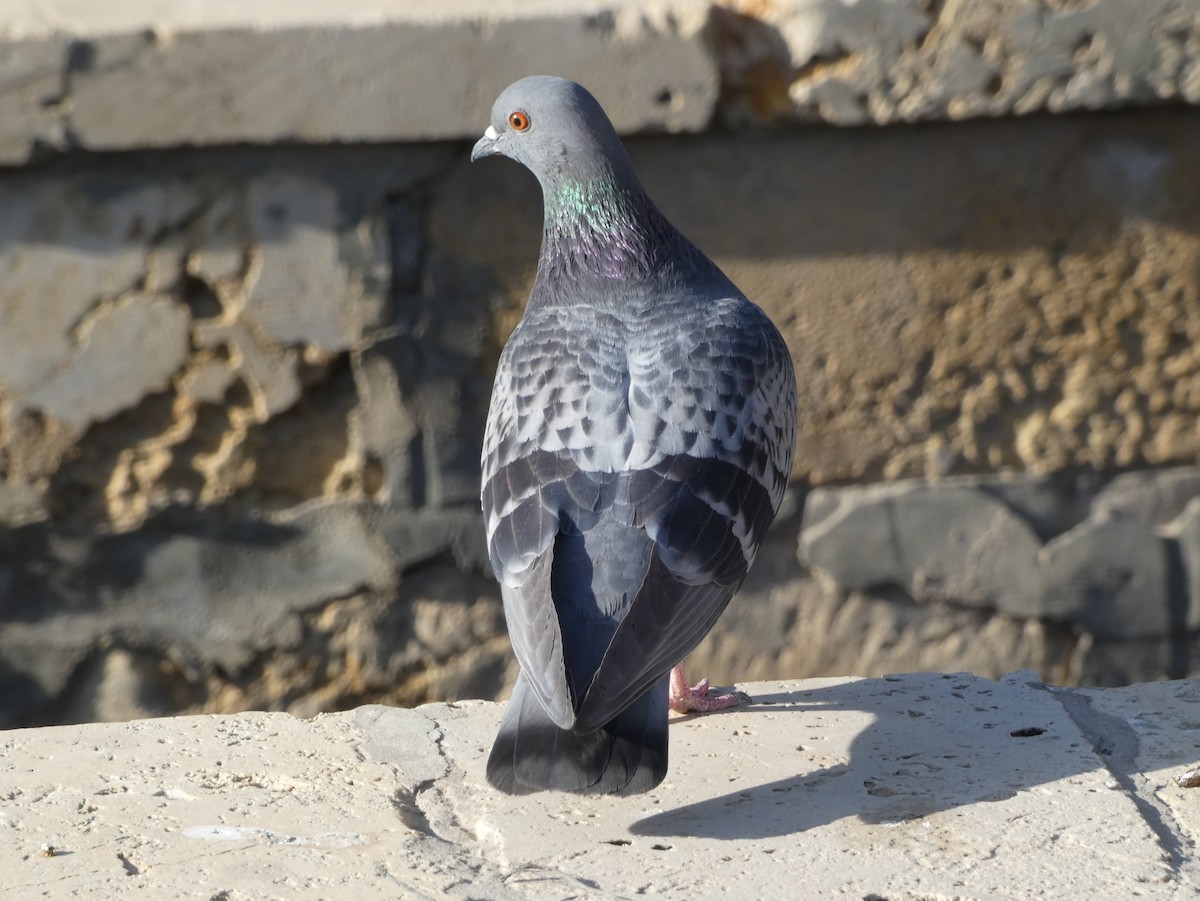 Rock Pigeon (Feral Pigeon) - James Court