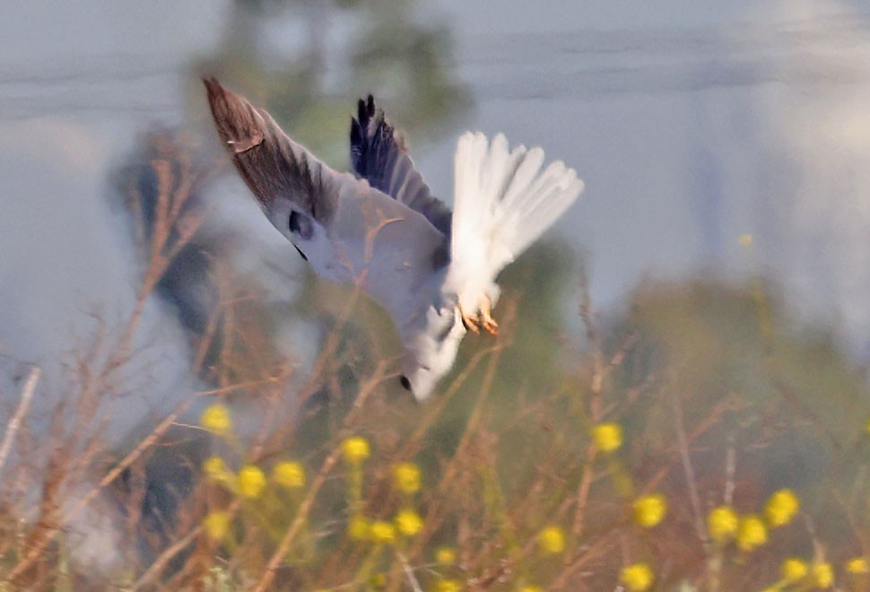 White-tailed Kite - ML617182373