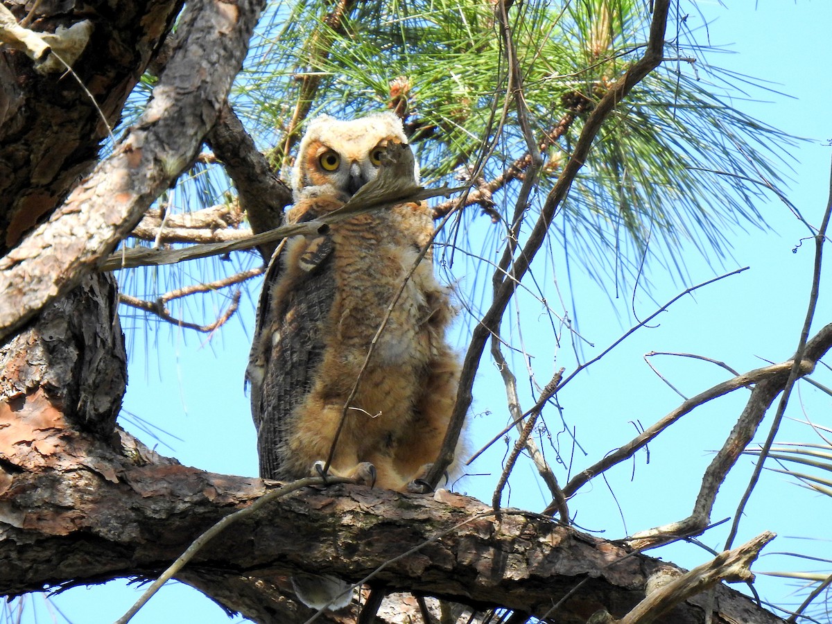 Great Horned Owl - ML617182441