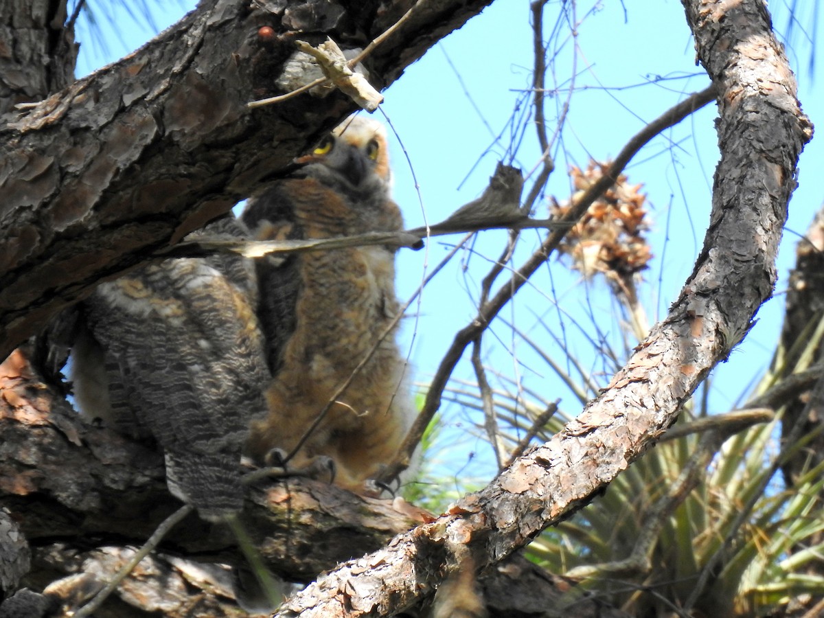 Great Horned Owl - ML617182442