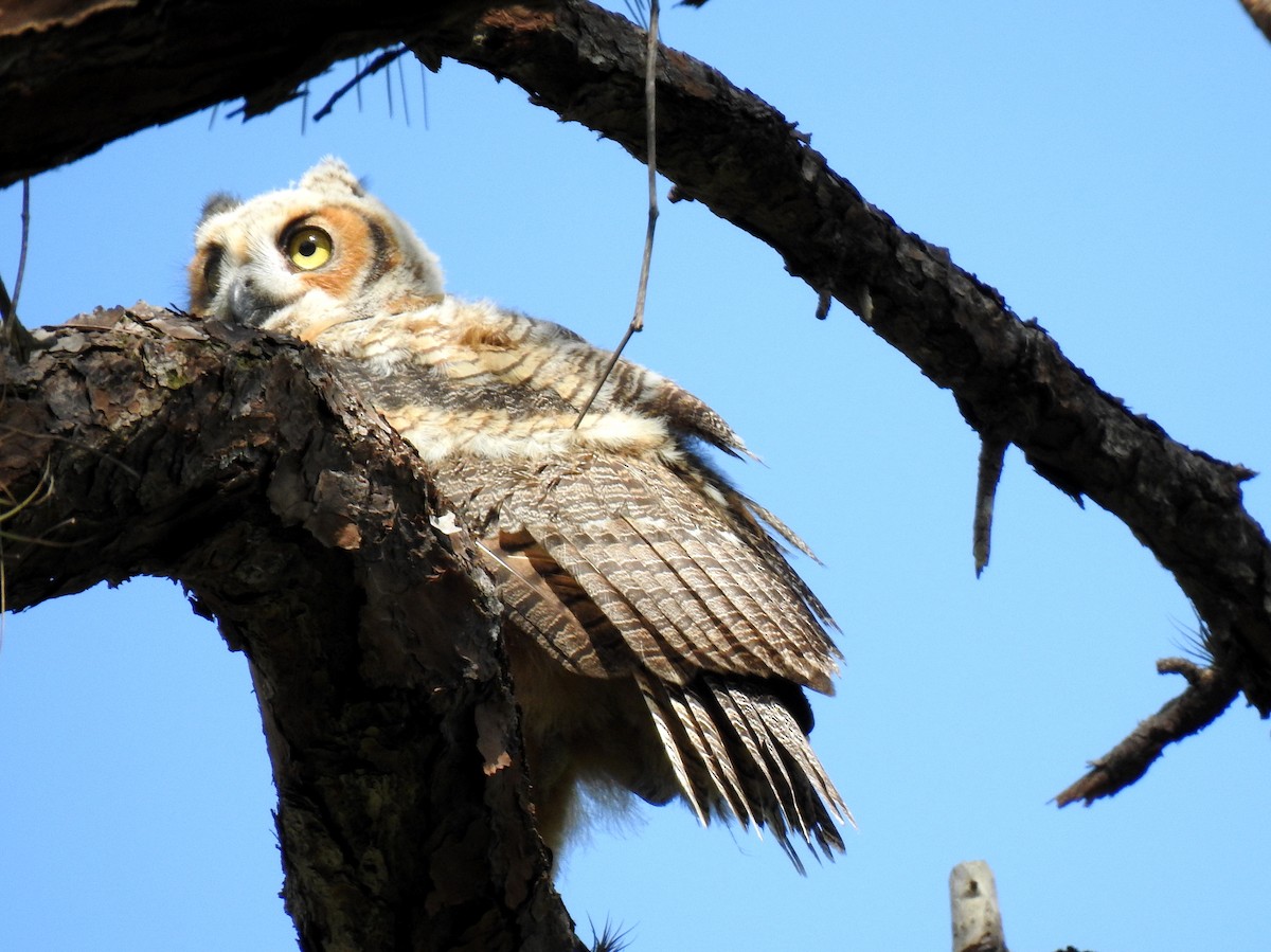 Great Horned Owl - ML617182443