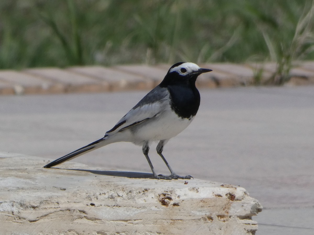 White Wagtail (Masked) - James Court