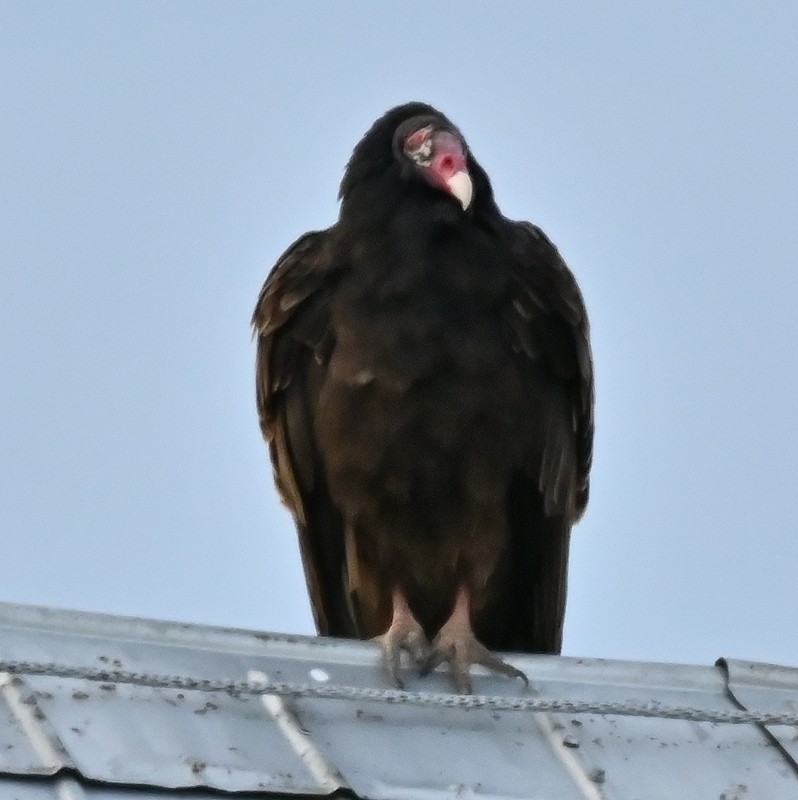 Turkey Vulture - ML617182504