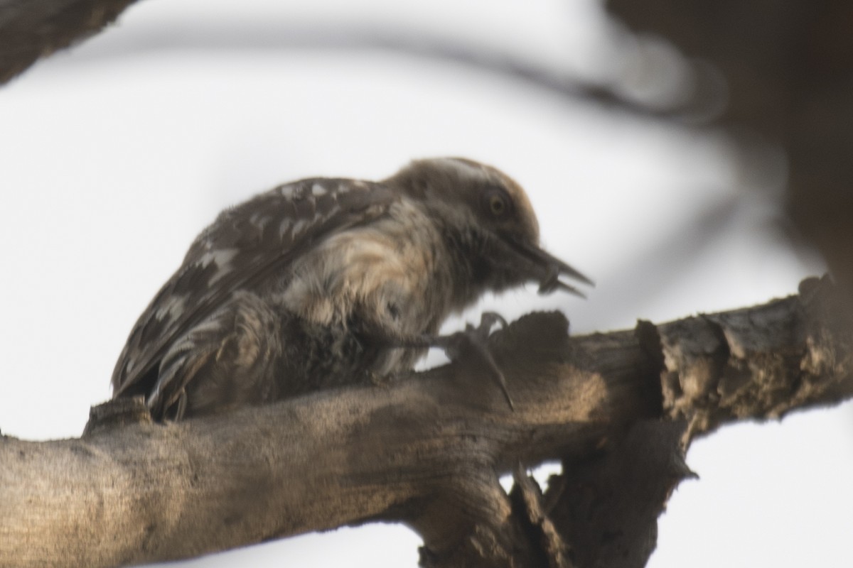 Brown-capped Pygmy Woodpecker - ML617182551