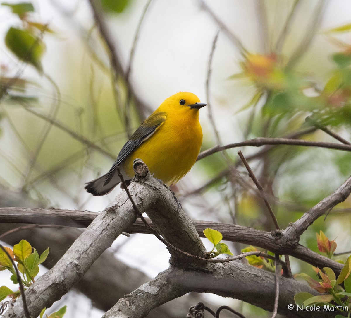 Prothonotary Warbler - ML617182609
