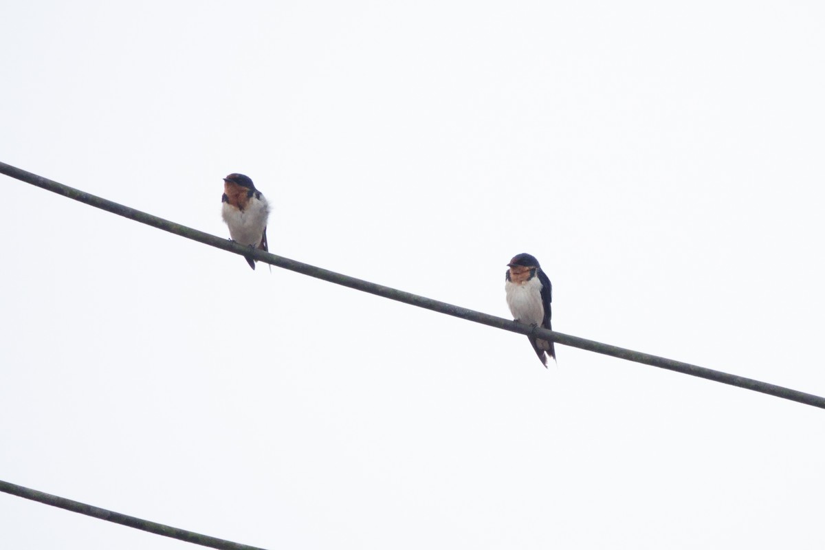 Red-chested Swallow - ML617182610