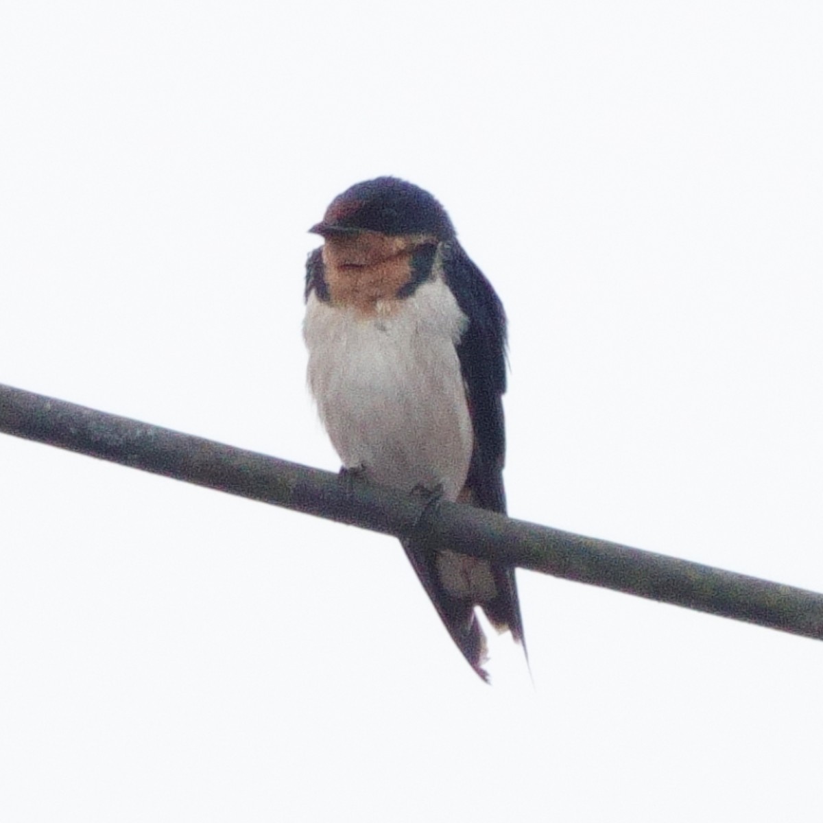 Red-chested Swallow - ML617182643