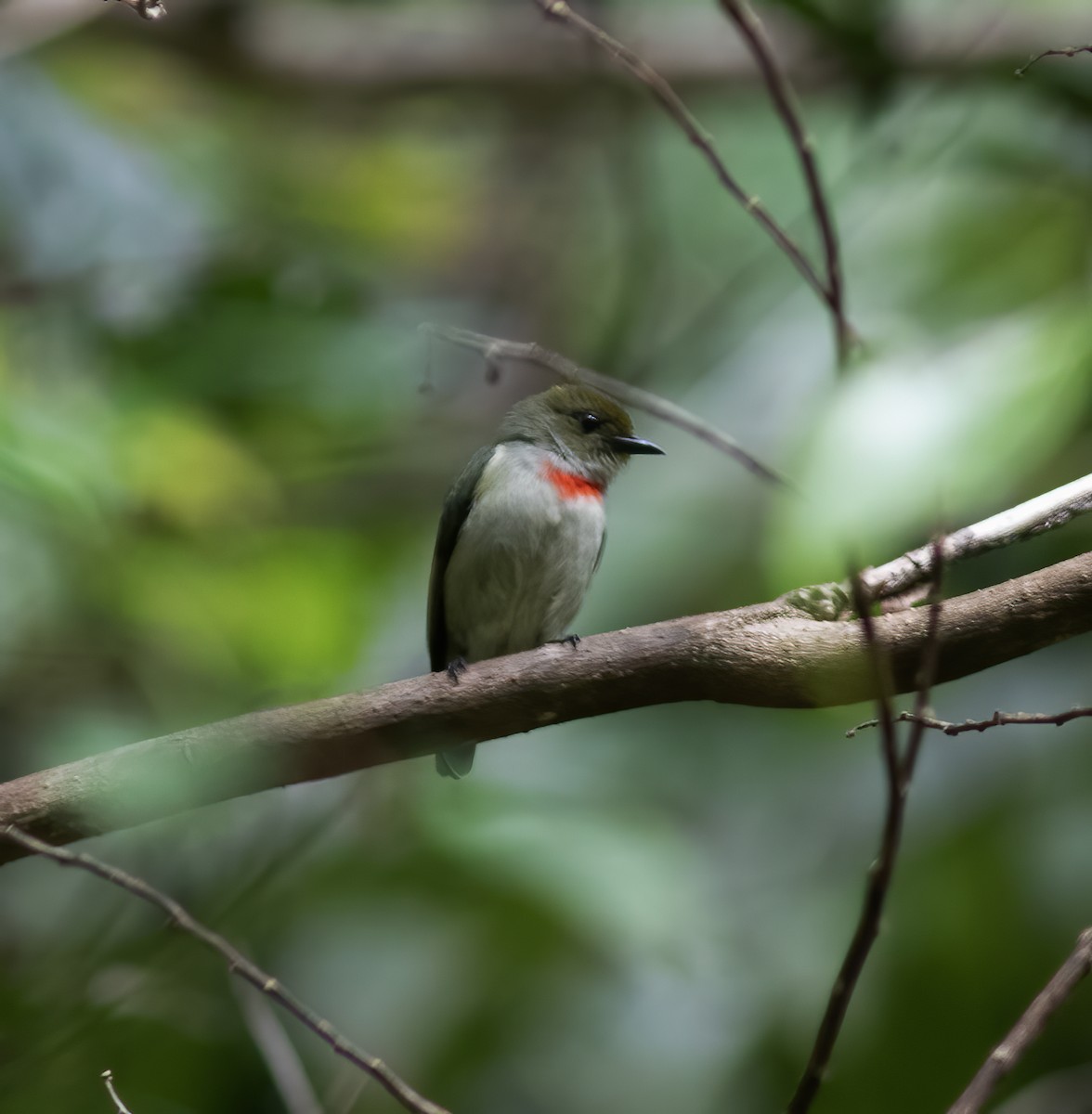 Olive-crowned Flowerpecker - Gary Rosenberg