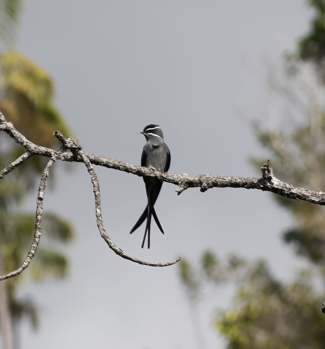 Moustached Treeswift - ML617182758