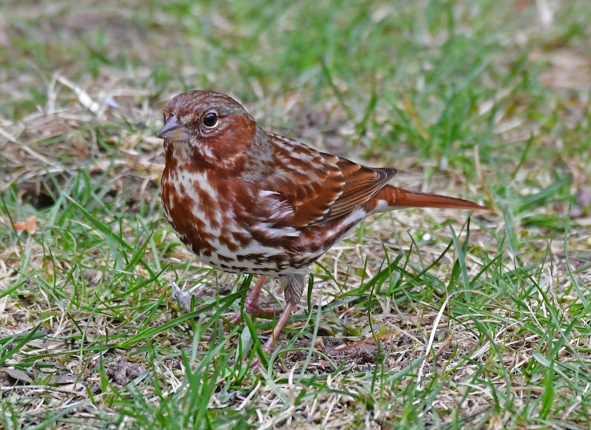 Fox Sparrow (Red) - ML617182767
