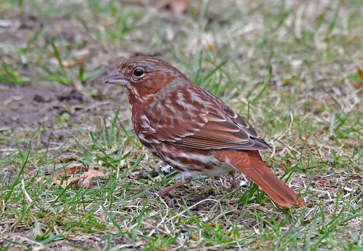 Fox Sparrow (Red) - ML617182796