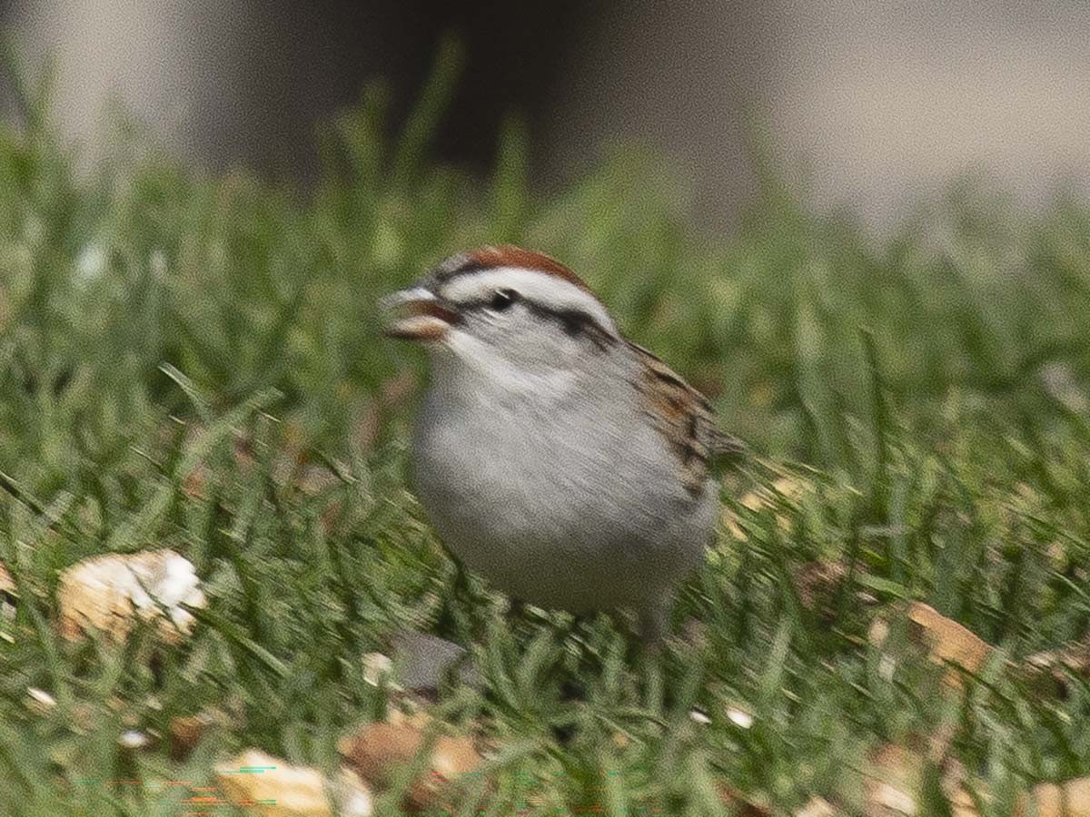Chipping Sparrow - ML617182922