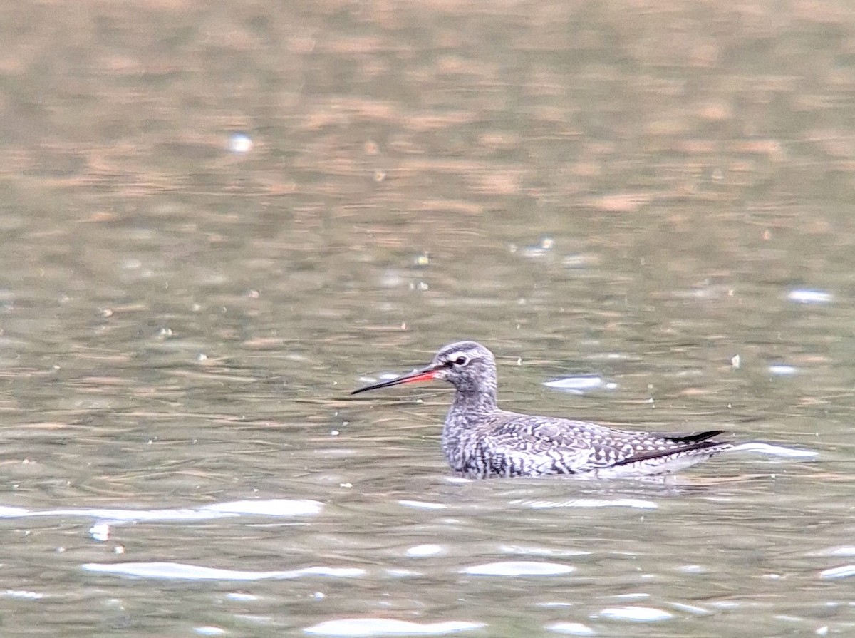 Spotted Redshank - ML617182938