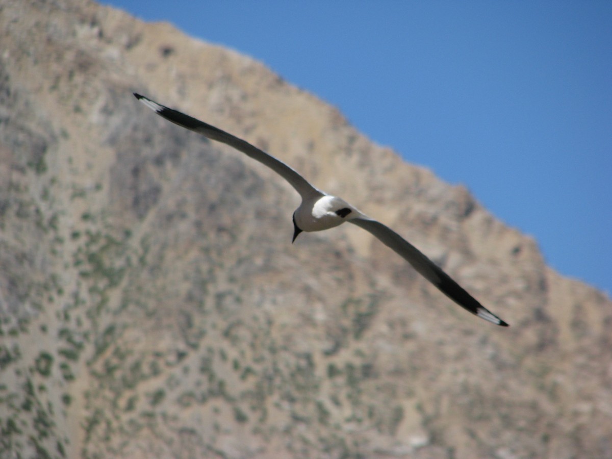 Andean Gull - ML617183006