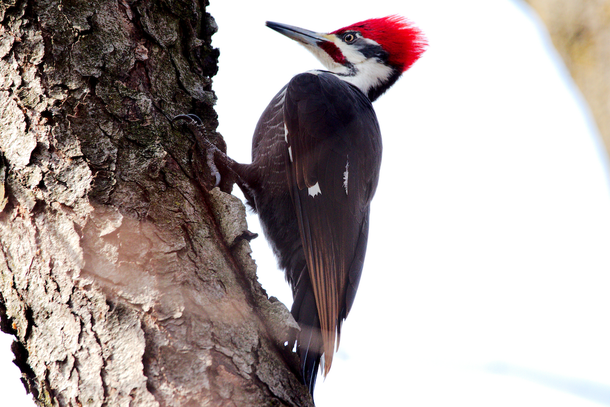 Pileated Woodpecker - ML617183085