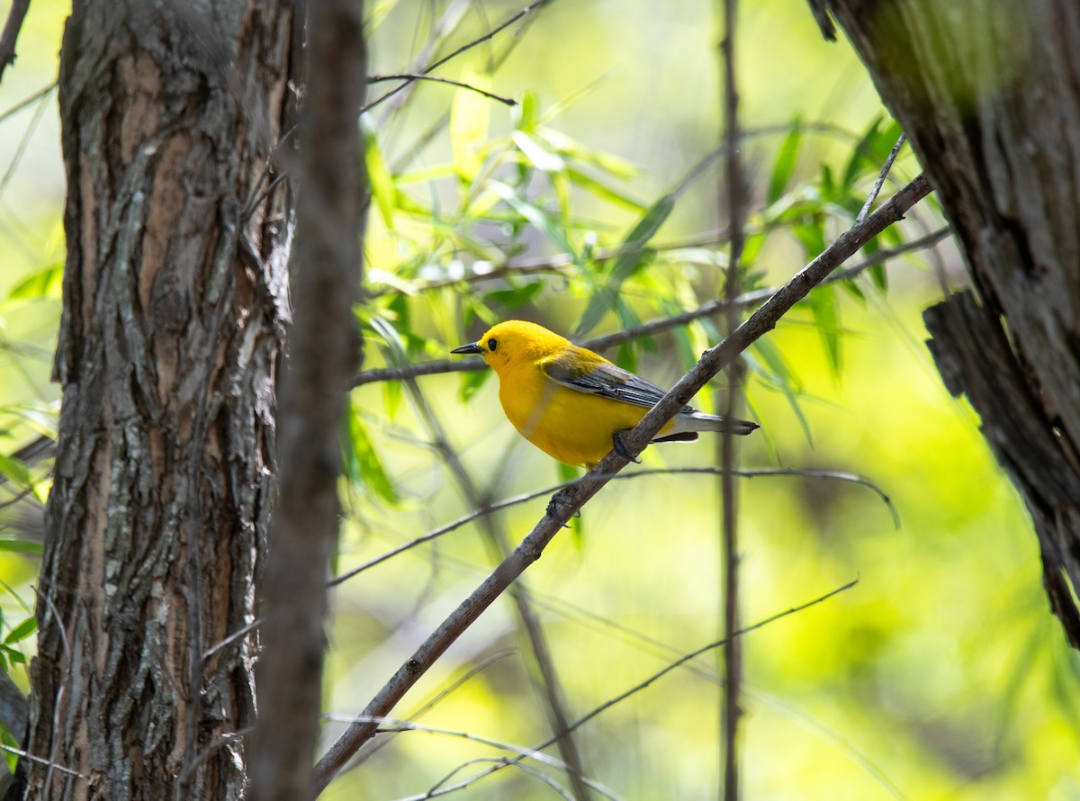 Prothonotary Warbler - ML617183091