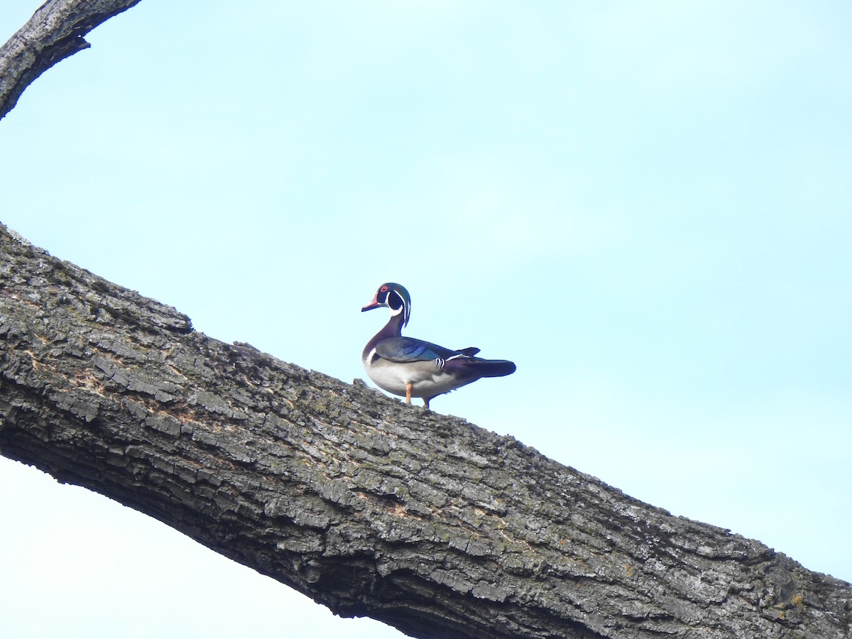 Wood Duck - ML617183092