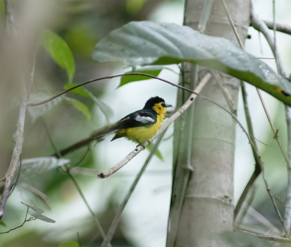 Yellow-breasted Boatbill - ML617183114