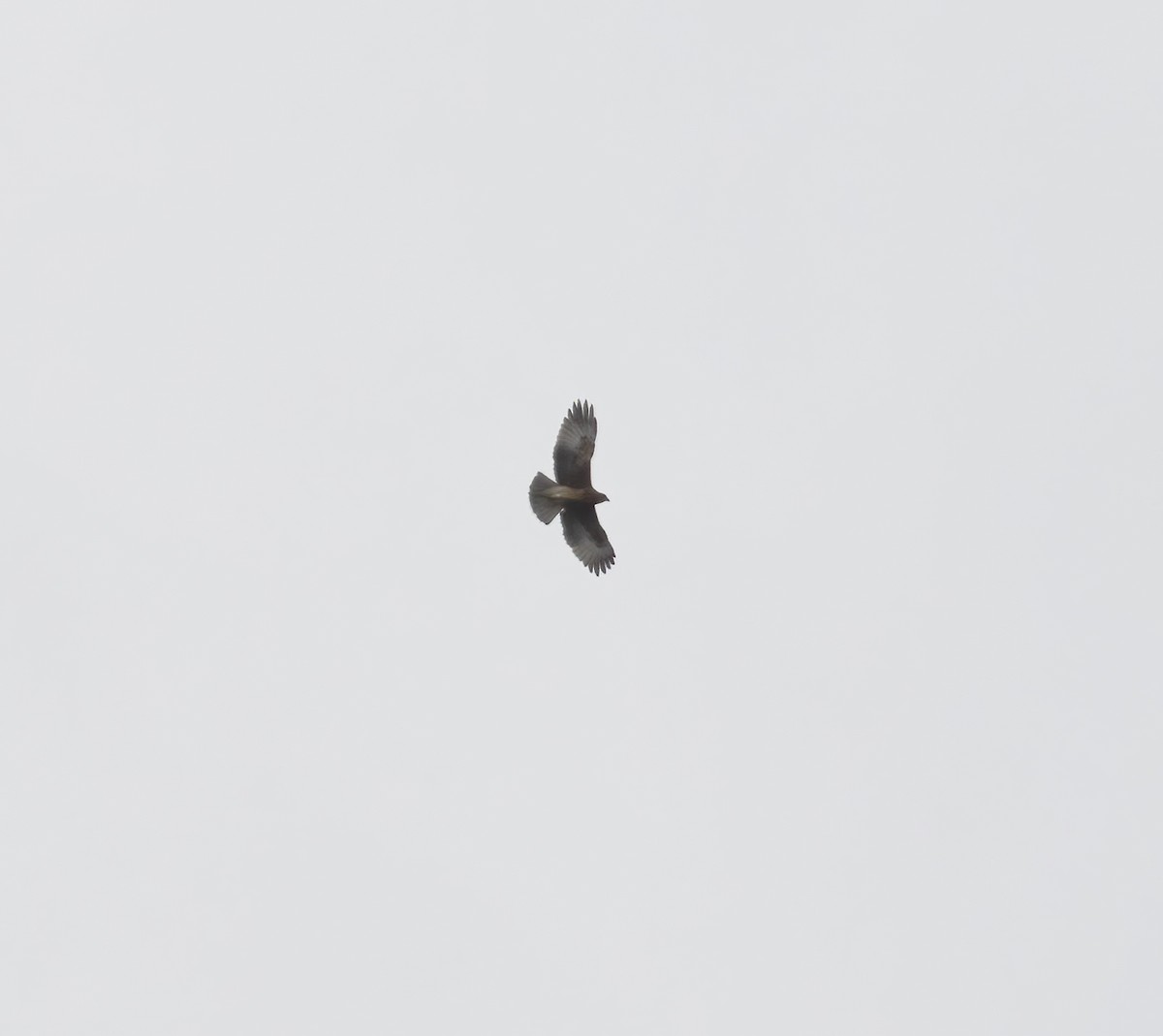 Новогвинейский орёл-карлик - ML617183145