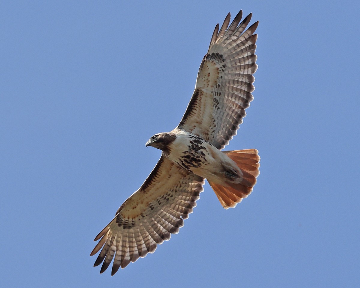 Red-tailed Hawk - ML617183221