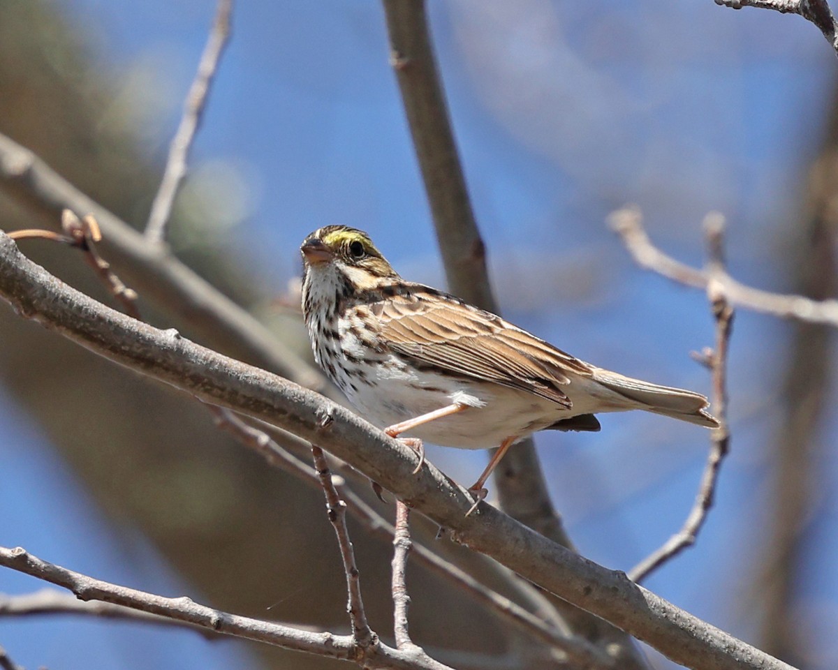 Savannah Sparrow - ML617183256