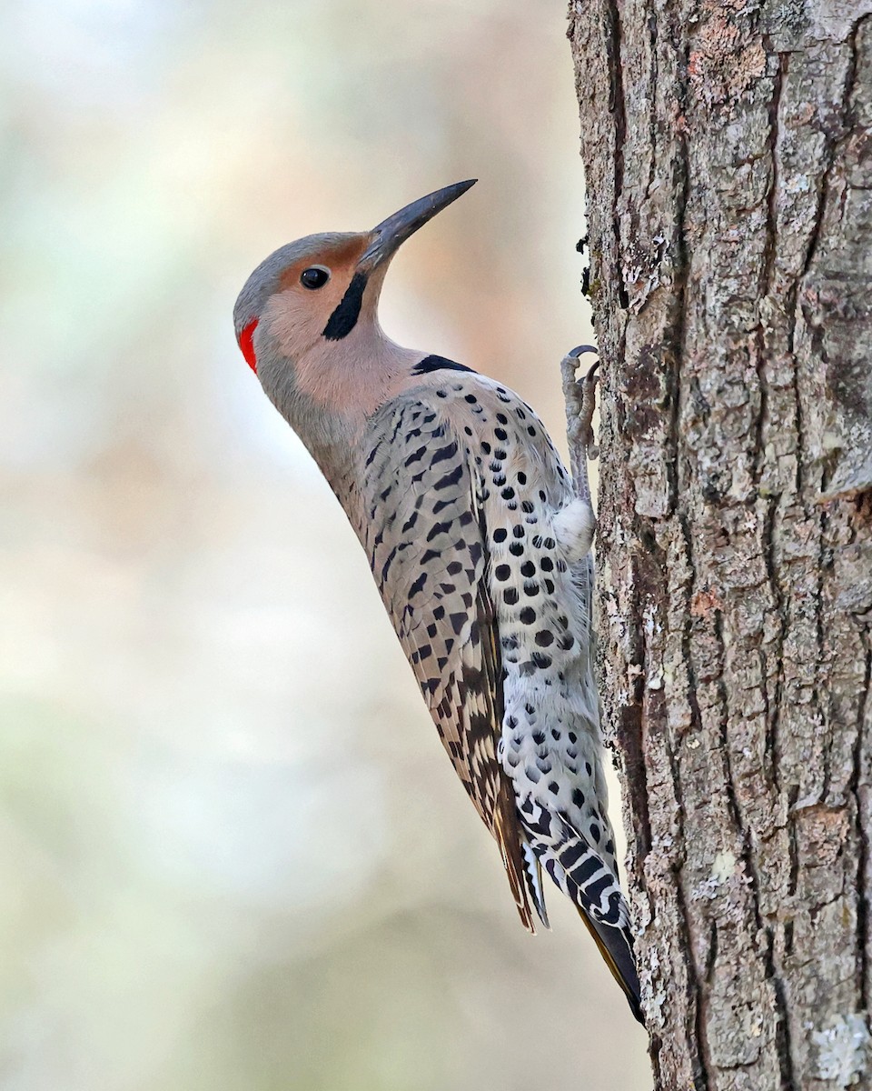 Northern Flicker (Yellow-shafted) - ML617183267