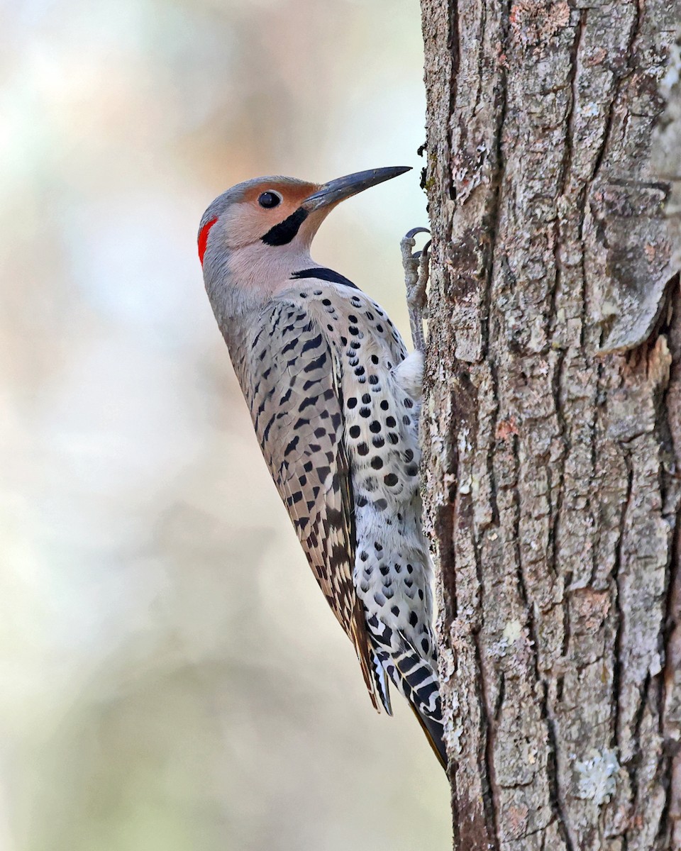 Northern Flicker (Yellow-shafted) - ML617183274