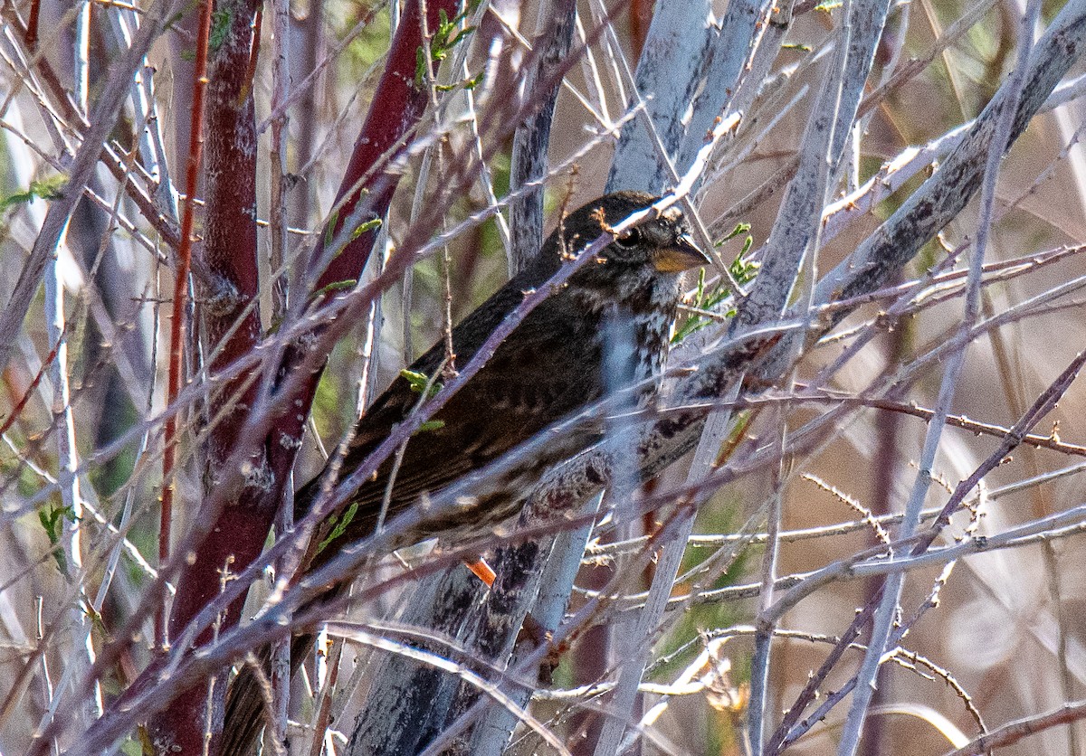 Fox Sparrow (Sooty) - ML617183419
