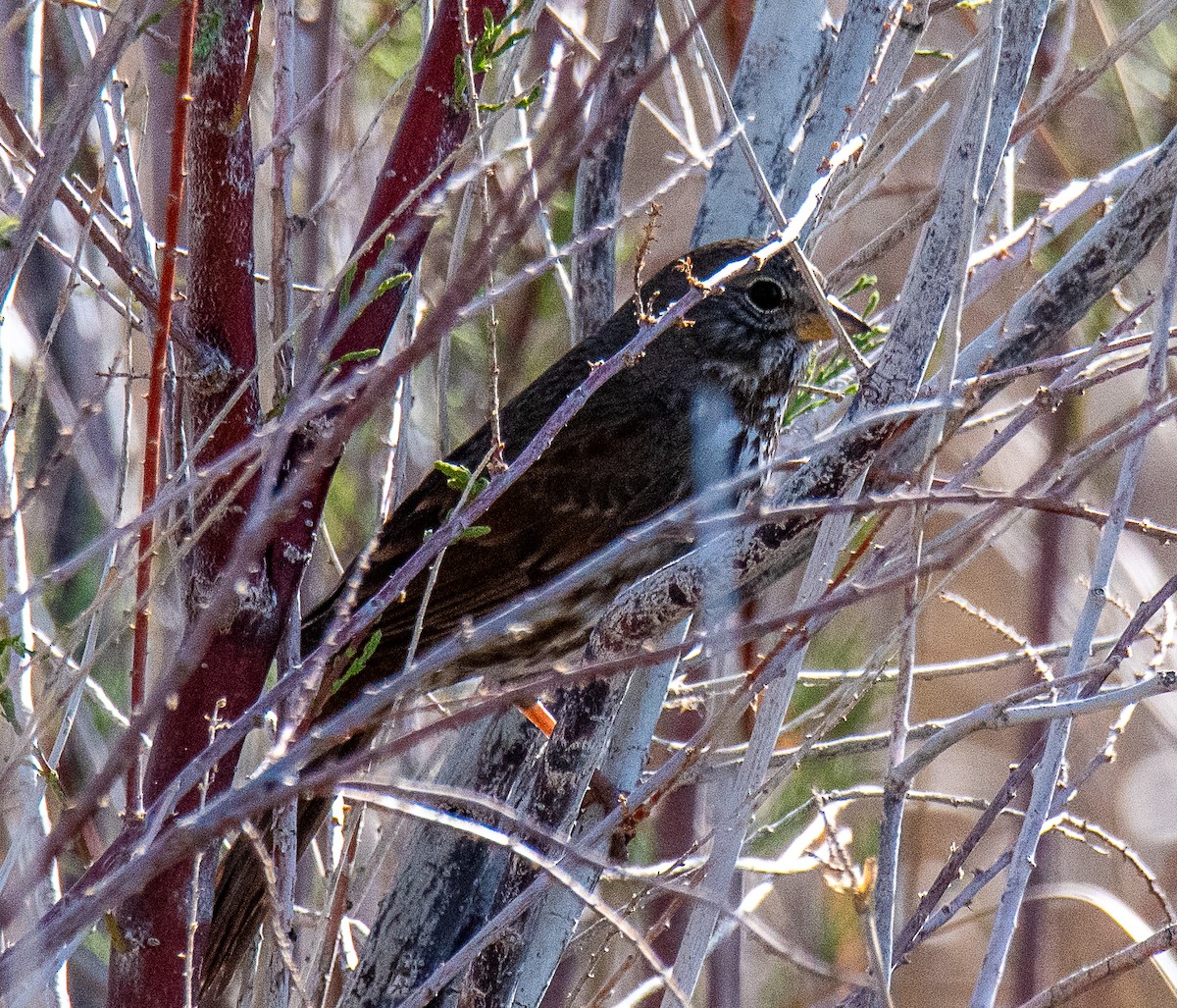Fox Sparrow (Sooty) - Ched Whitney