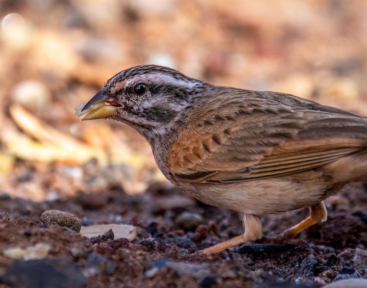 Striolated Bunting - ML617183478