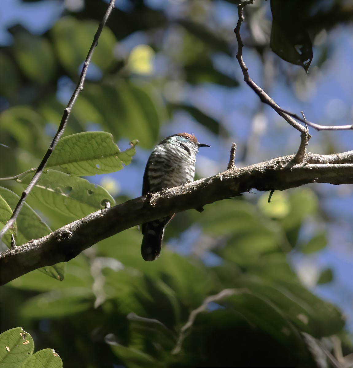 White-eared Bronze-Cuckoo - ML617183516